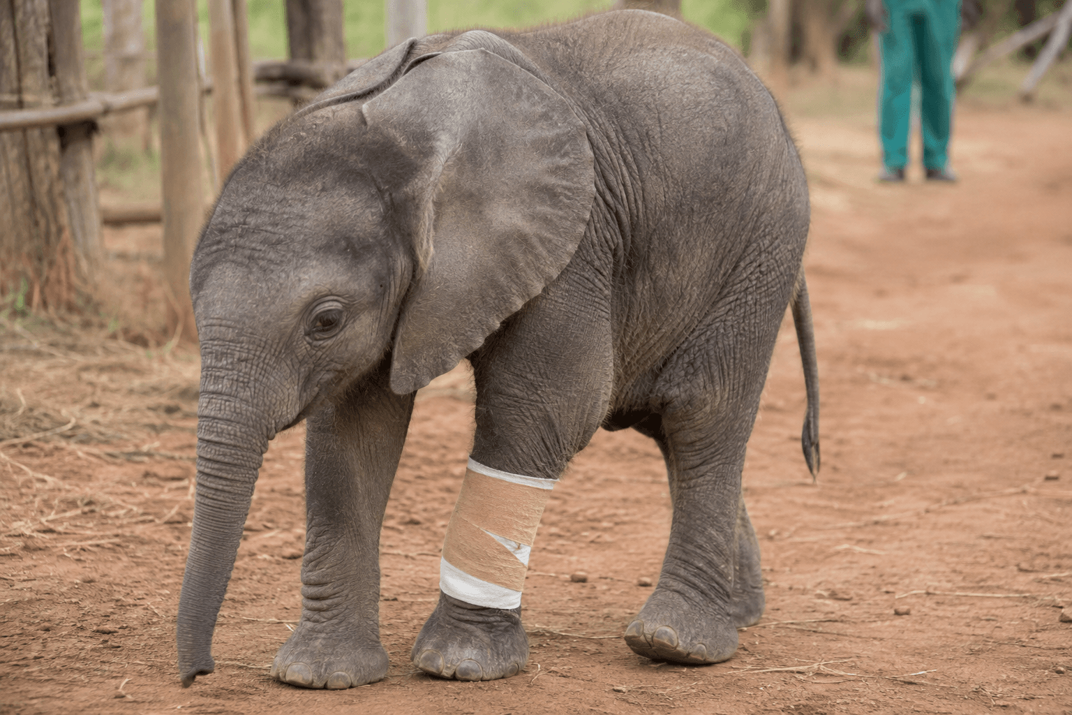 Milo, a elephant — Usizo Wildlife Rescue resident